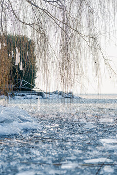 Frozen lakeshore with hanging branches