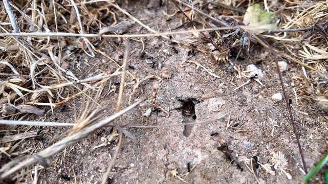 Ants scurry near a soil entrance. They move quickly through dirt and twigs. Green loop lies nearby, unattended. This scene suggests a hidden, active colony. Use for nature, wildlife
