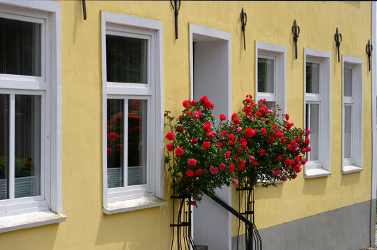 ellow House Facade with Red Roses and White Windows in Summer
