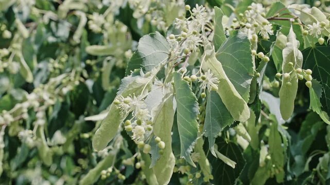 Linden tree bloom. Flowering nature closeup. Macro of flowering linden tree. Blossoming season. Natural tree plant. Flora nature. Aromatic blooming linden in nature