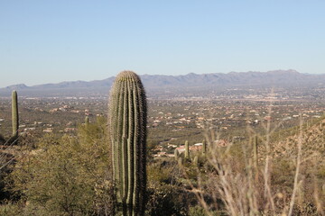 cactus in the desert © Stephen