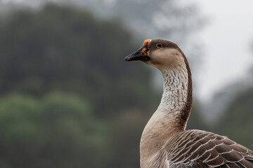 Horizontal profile portrait of an African Goose with orange-spotted bill knob and background light bokeh. Sharp technical focus and copy space for stock. © niltonemaia