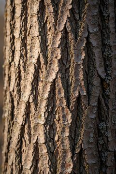 Close-up of rough brown boxelder maple tree bark showing deep vertical cracks and ridges. Small patches of lichen grow on the textured surface outdoors in natural light.