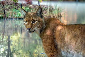 Luchs im Wildpark Knüll Schwalm-Eder-Kreis © GERHARD