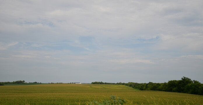 Clouds Over a Corn Field