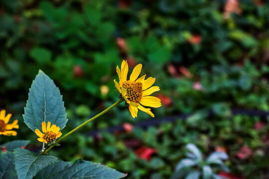 Yellow Yacon Flower with Bud in Botanical Garden