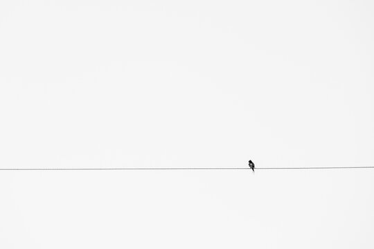 Barn swallows, Hirundo rustica, adapting to urban life and perched on a telephone wire, Alonissos, Greece