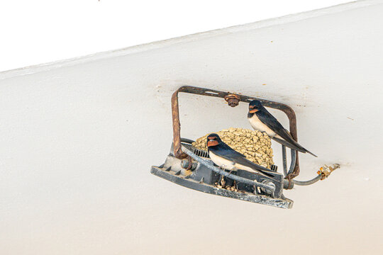 Barn swallows, Hirundo rustica, adapting to urban life and building a nest around town lighting, Alonissos, Greece