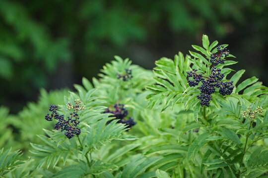 Ripe black elderberries on a bush branch with copy space for herbal medicine concept