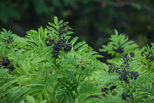 Ripe black elderberry clusters on a branch with green leaves. Healthy herbal food ingredient