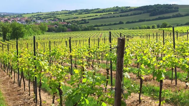 Vineyard rows lead toward a distant European village nestled among hills and fields.
