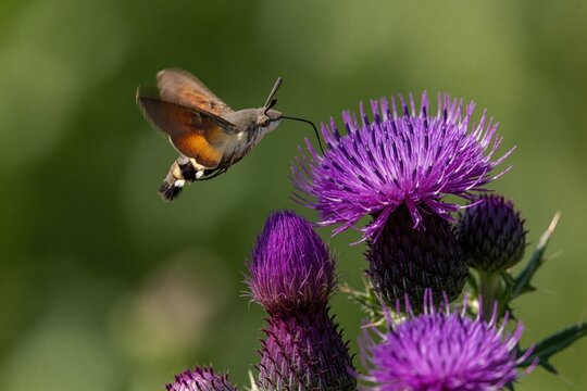 Hummingbird hawk-moth feeds on purple thistle flower nectar. Insect hovers with wings blurred, proboscis extended. Wild nature closeup reveals intricate detail and vibrant colors.