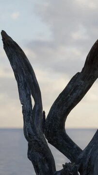 A piece of driftwood rises from the ground near the water as the sun sets. The surface of the water reflects light, creating a serene background for the wood.