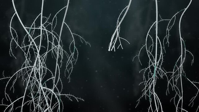 Plant roots branching and spreading downward through dark soil underground seamless loop in vibrant charcoal tones