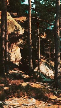 A group of tall trees lines the path in a forest. Sunlight filters through the branches above. Rocks and scattered grass cover the ground along the trail.