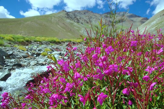 ヒマラヤ山脈のラダック地方に咲くヤナギラン(柳蘭)、Fireweed