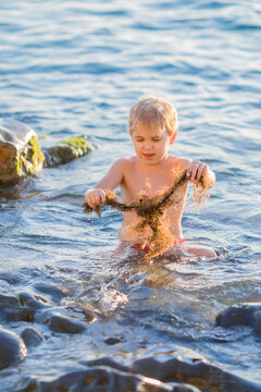 Boy aged 5 to 6 exploring seaweed while sitting among rocks in shallow water.