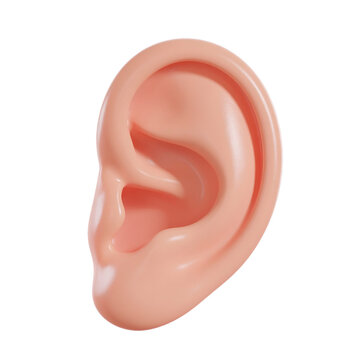 Human ear organ anatomy isolated for medical science education purposes featuring smooth skin texture and realistic 3D modeling design&nbsp;