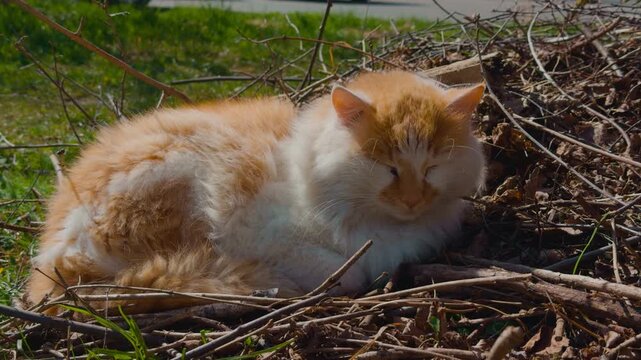 Fluffy ginger cat resting outdoors on dry branches. Domestic pet sleeping peacefully on grass in sunny garden. Serene animal relaxing in nature spring time.