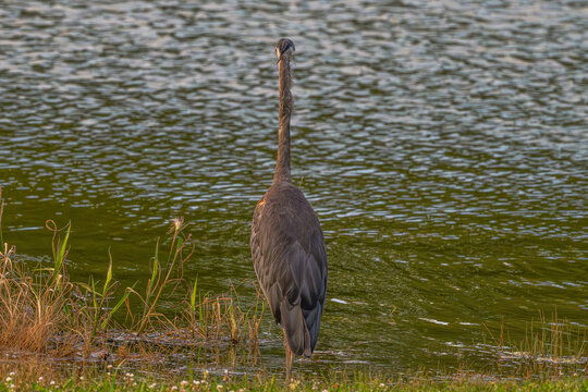 Great blue heron stands on the lakeshore with its back to the camera.