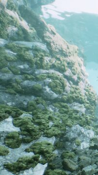 Rocks are partially submerged in clear water. Green algae cover the surfaces of the rocks. Fish swim nearby in the vibrant underwater environment. Light filters through the water.