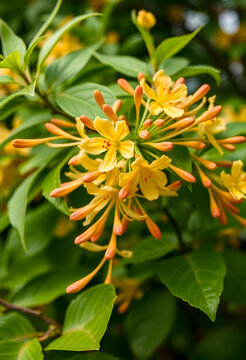 Yellow honeysuckle flowers and orange buds blooming on a green leafy bush in a garden during springtime, the vibrant blossoms and fresh foliage represent natures beauty and the arrival of spring