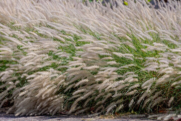 Naklejka premium White fluffy flowers Pennisetum orientale or Chinese fountain grass, A perennial ornamental grass prized for its silky, white to pinkish plumes that bloom from summer into autumn, Natural background.