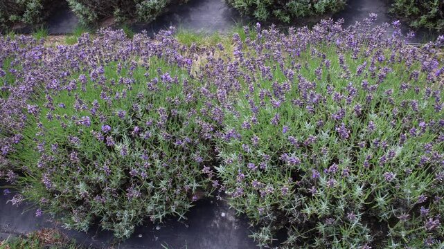 Lavender growing on plastic being pollinated by bees