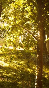 Sunlight shines through the branches of trees in a forest. Leaves sway gently in the breeze as the morning light creates patterns on the ground.