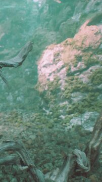 An underwater view with rocks and plants. The water is clear and sunlight is filtering through. Various textures are visible on the rocks and plants.