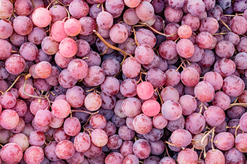 Obraz premium Fresh red grapes background. A full-frame close-up shows clusters of fresh red and purple grapes with stems as a natural fruit background.