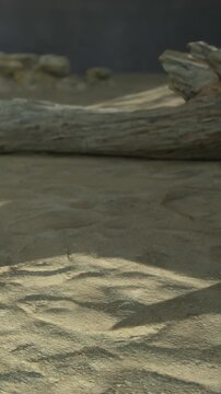 Sunlight falls on the sand, forming shapes around a log. The scene shows a natural area with a simple layout. There are no people visible, just the earth and wood.