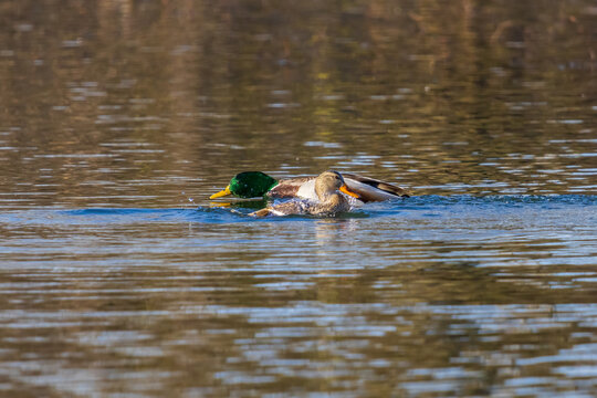 00729-02905 Mallards (Anas platyrhynchos) male & female courting in wetland Clinton Co. IL