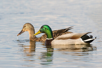 00729-02318 Mallard (Anas platyrhynchos) male & female in wetland Marion Co. IL © Daybreak Imagery