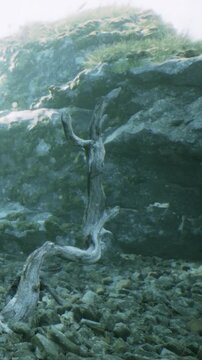This underwater view shows a twisted tree branch resting on the lake bottom along with various rocks and pebbles. Sunlight filters through the water creating a natural light.