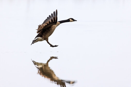 00748-06517 Canada Goose (Branta canadensis) landing in wetland Marion Co. IL