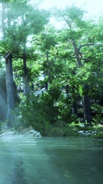 A setting shows tall trees surrounding a body of water. The sunlight filters through the leaves. Light reflects off the water creating a bright view of nature.