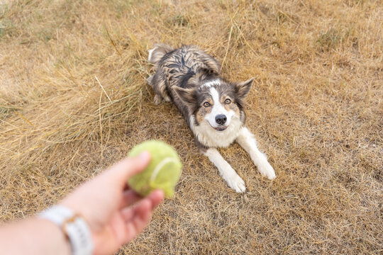 Point-of-view image of a person holding a tennis ball while an eager Border Collie waits in a ready position for an outdoor game of fetch.