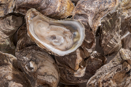 Fresh oysters with open shell.
A close-up view shows fresh rough-shelled oysters with one open oyster revealing the meat inside.