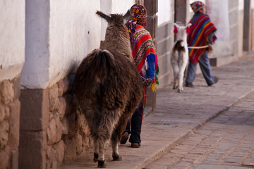 Peruvian children in traditional clothing walking with llama in Cusco street  © younsse