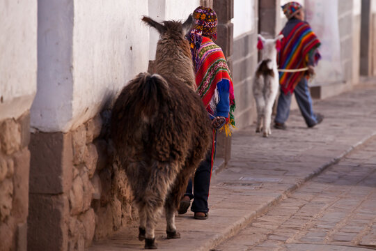 Peruvian children in traditional clothing walking with llama in Cusco street
