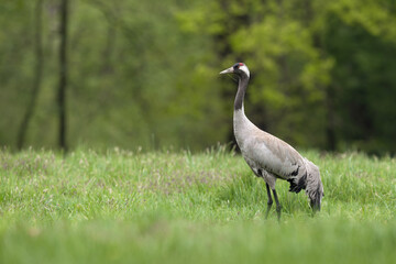 Naklejka premium Common crane standing in a green meadow near a forest