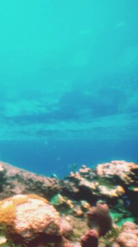 Coral reef sits on the ocean floor with clear blue water above. Fish swim nearby as sunlight filters through the water, creating a lively underwater environment.