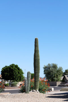 Saguaro and cardon column cacti in a landscaped desert rock garden on a sunny day in Phoenix, Arizona; copy space