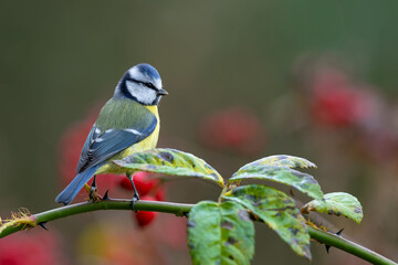 Eurasian blue tit perched on a thorny rose branch in autumn © DK Visuals 