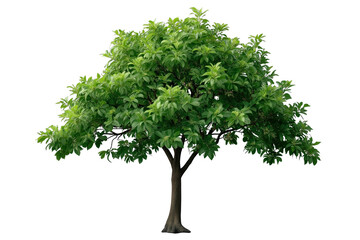 Obraz premium Dense green deciduous tree with broad crown
