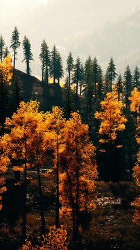 Tall trees with golden leaves stand in a forest setting on a mountain. Sunlight filters through the branches, showing the beauty of the autumn season.