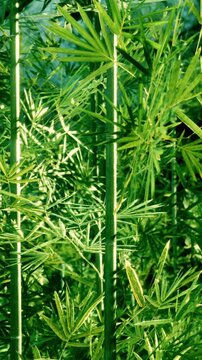 Bamboo plants grow tall in a natural area. Sunlight filters through the leaves, creating shadows on the ground. The green color stands out against the surrounding environment.