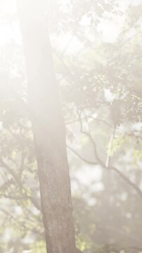 Bright sunlight filters through the leaves of trees in a forest. The scene captures warm rays illuminating the greenery. It shows the beauty of nature in the morning light.