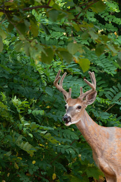 White tailed deer, Odocoileus virginianus, standing in shade near black locust trees